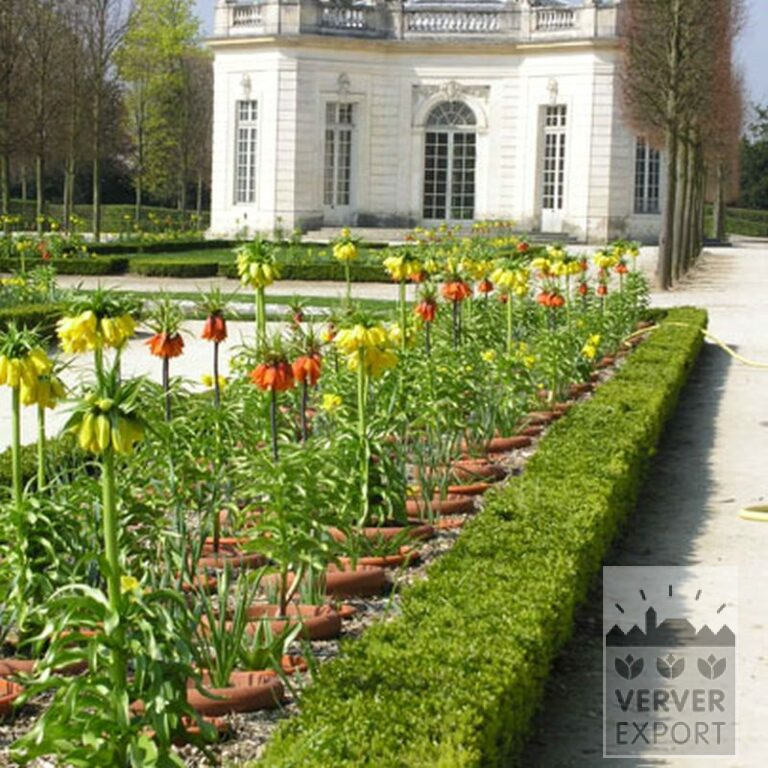 Fritillaria imperialis 'Rubra' (16052) - Bild 3