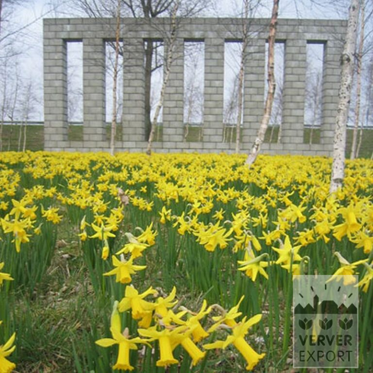 Narcissus 'Peeping Tom' (15007) - Bild 2