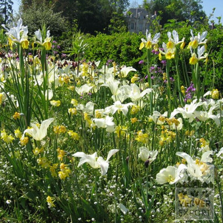Tulips 'White Triumphator' (12202) - Bild 3
