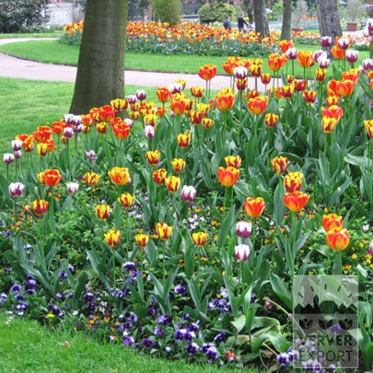 Tulips 'Rem's Favourite' (12379) - Bild 3