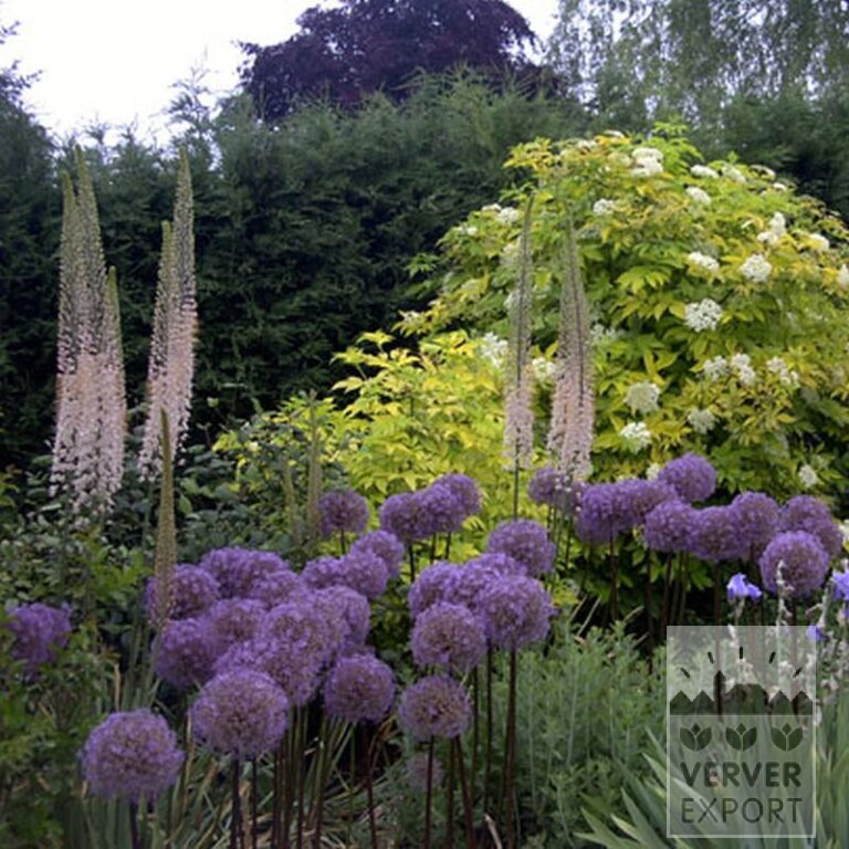 Allium giganteum (16006) - Bild 3