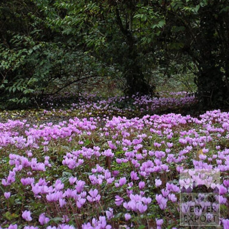 Cyclamen hederifolium (16036) - Bild 2