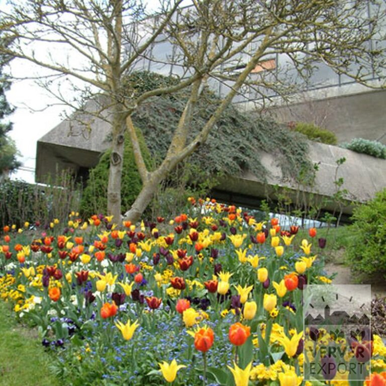 Tulips 'Gavota' (12134) - Bild 2