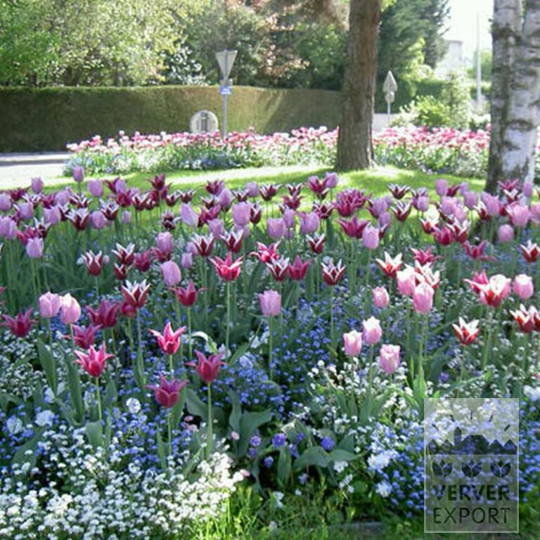 Tulips 'Ballade' (12184) - Bild 3