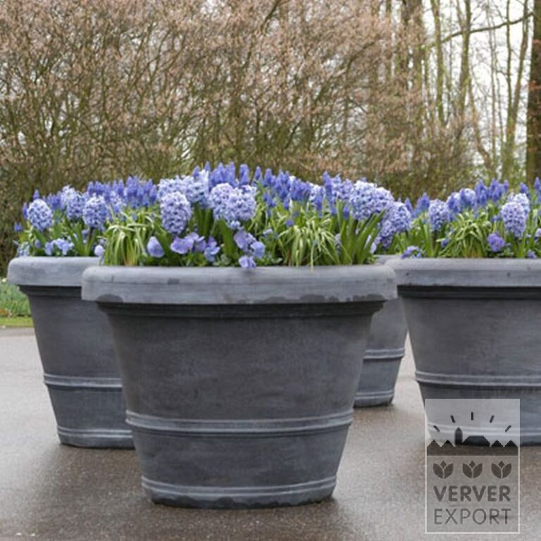 Hyacinths 'Delfts Blue' (13006) - Bild 2