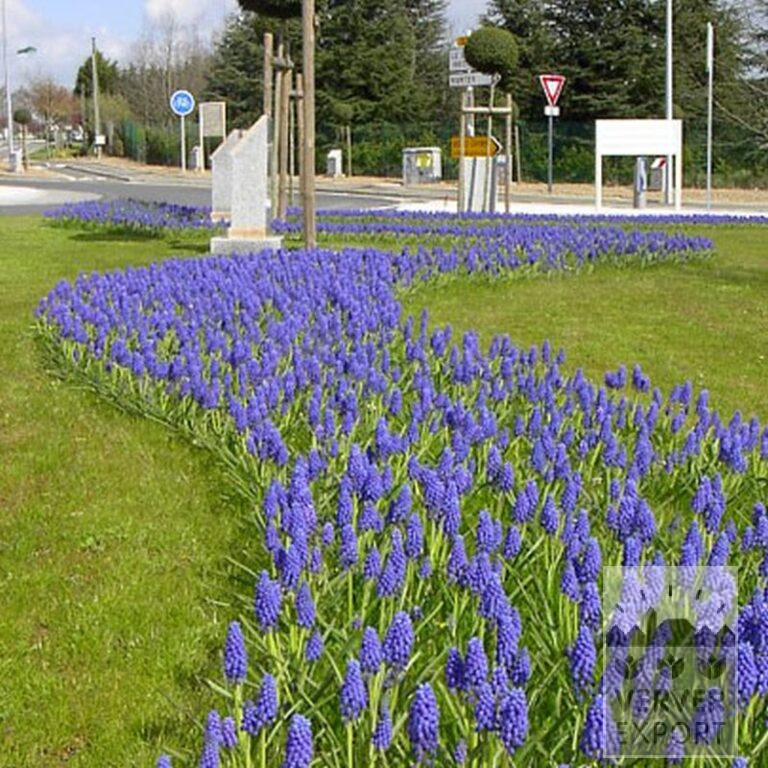Muscari armeniacum (16079) - Bild 5