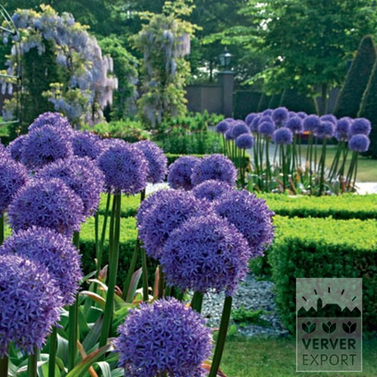 Allium 'Globemaster' (16007) - Bild 2