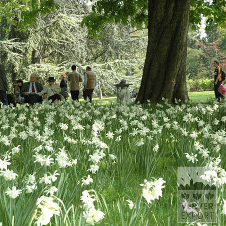 Narcissus 'Thalia' (15066) - Bild 2