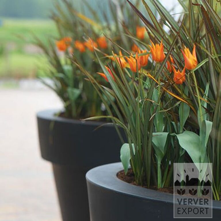 Tulips 'Ballerina' (12185) - Bild 3