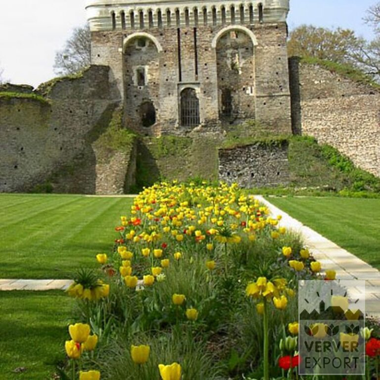 Fritillaria imperialis 'Lutea' (16053) - Bild 6