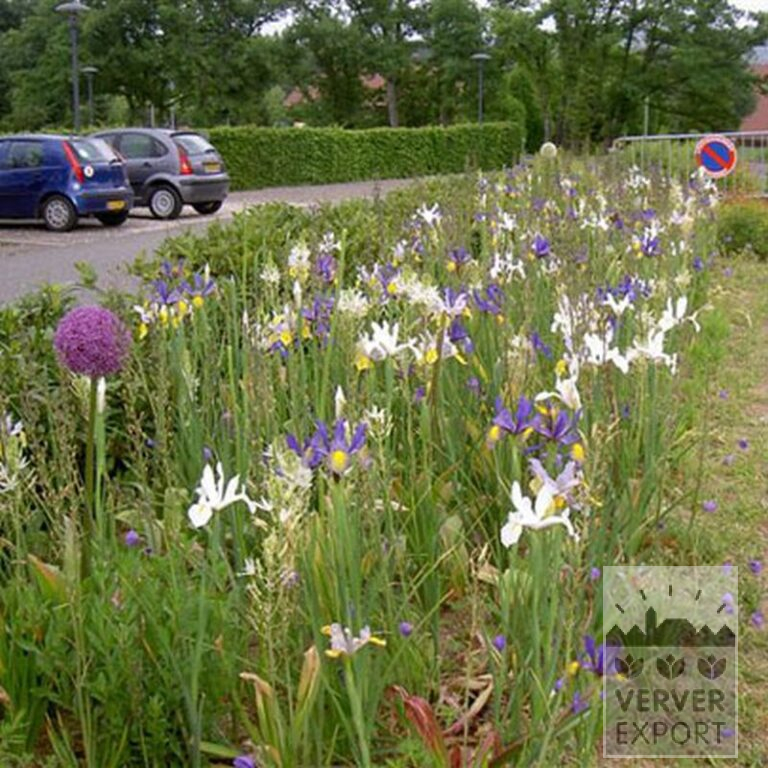 Allium giganteum (16006) - Bild 5