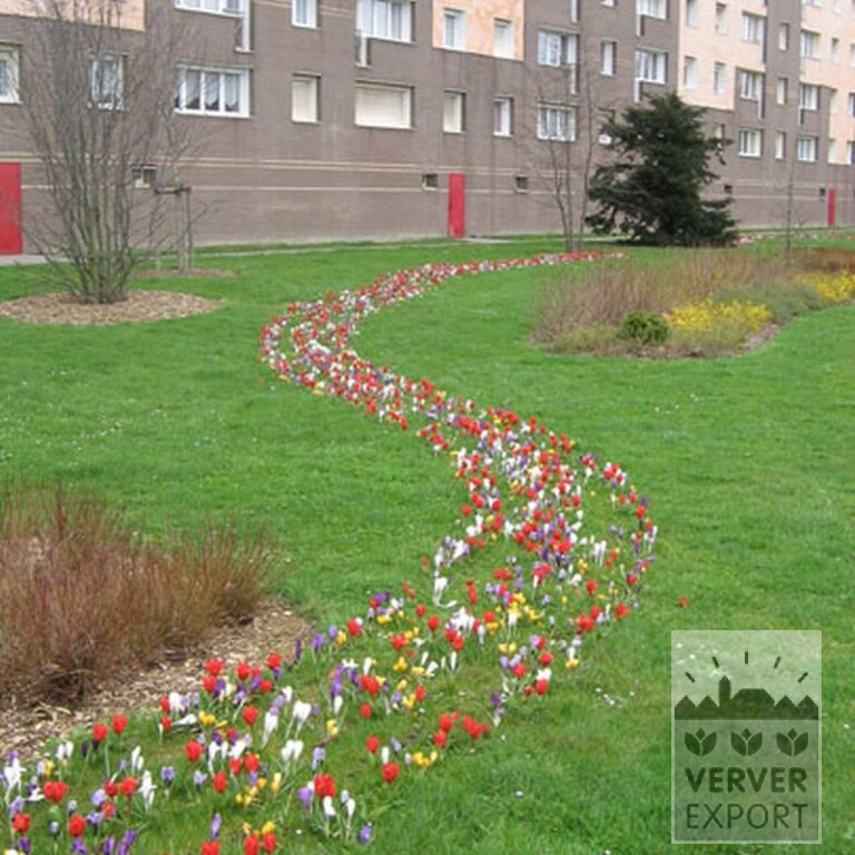 Mixture Verver 'Texel' © (11004) - Bild 2