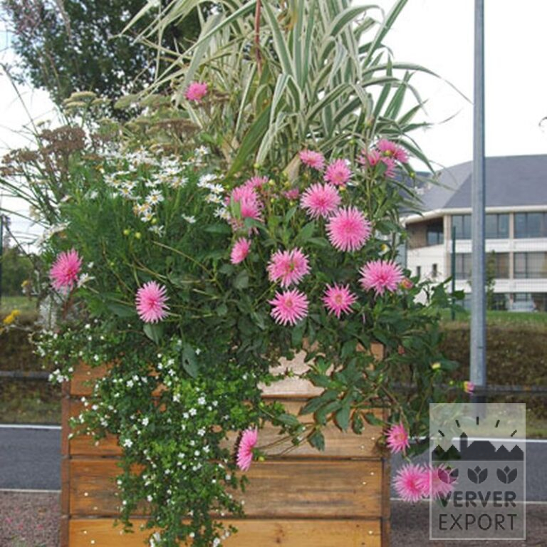 Dahlia 'Park Princess' (22022) - Bild 2