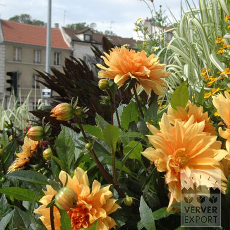 Dahlia 'Glorie van Heemstede' (22078) - Bild 2