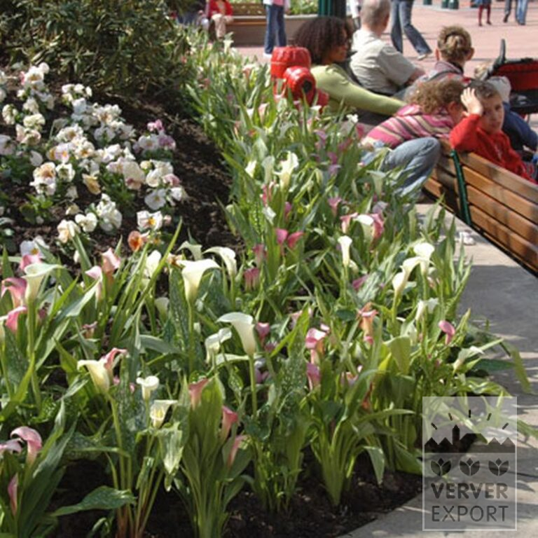 Zantedeschia Supri-White (26001) - Bild 3