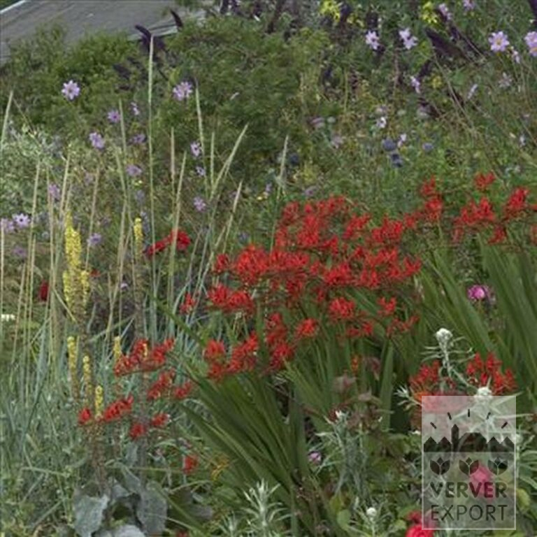 Crocosmia 'Lucifer' (29017) - Bild 4
