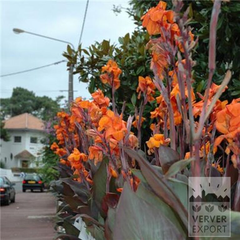 Canna 'Wyoming' (27017) - Bild 2