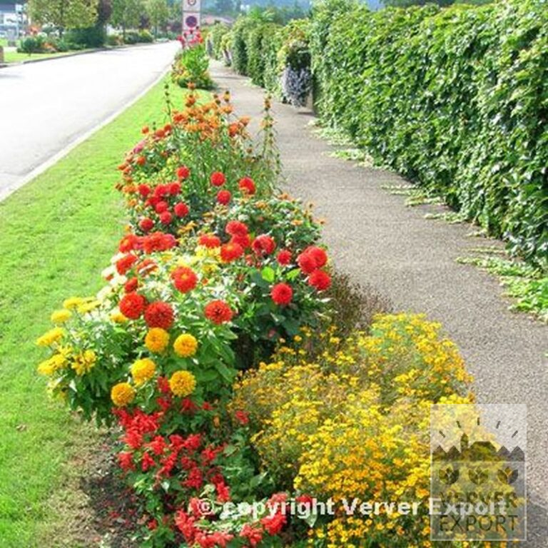 Dahlia 'Sisa' (22035) - Bild 2