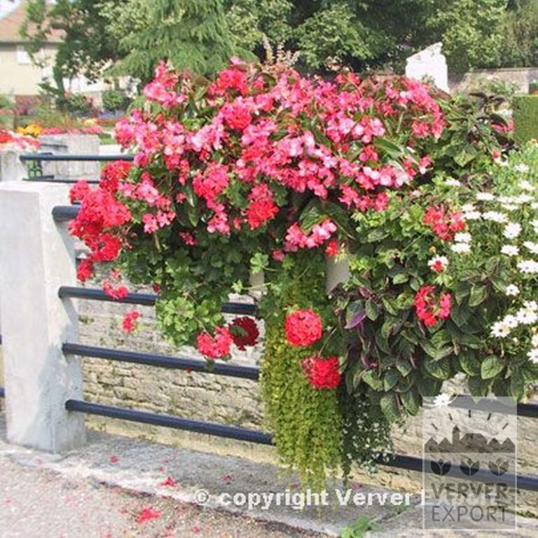 Begonia pendula mixed (25007) - Bild 3