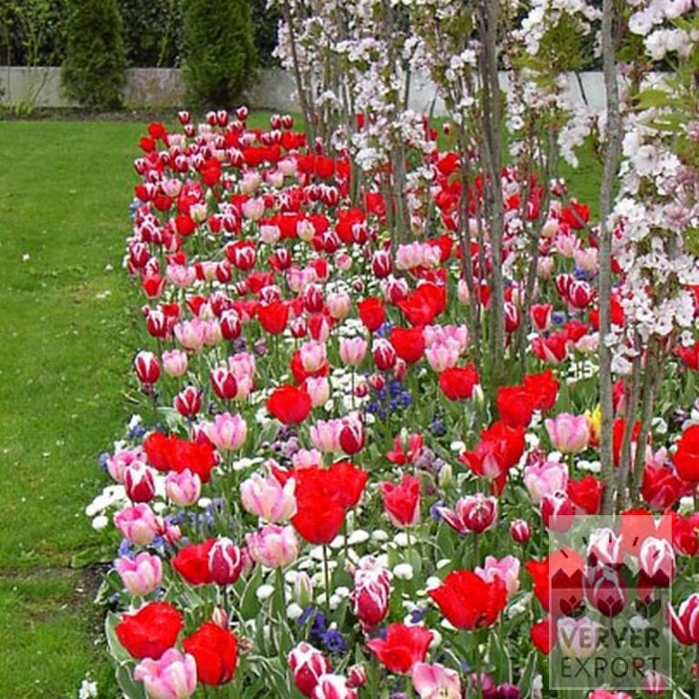 Tulips 'Leen van der Mark' (12328) - Bild 2