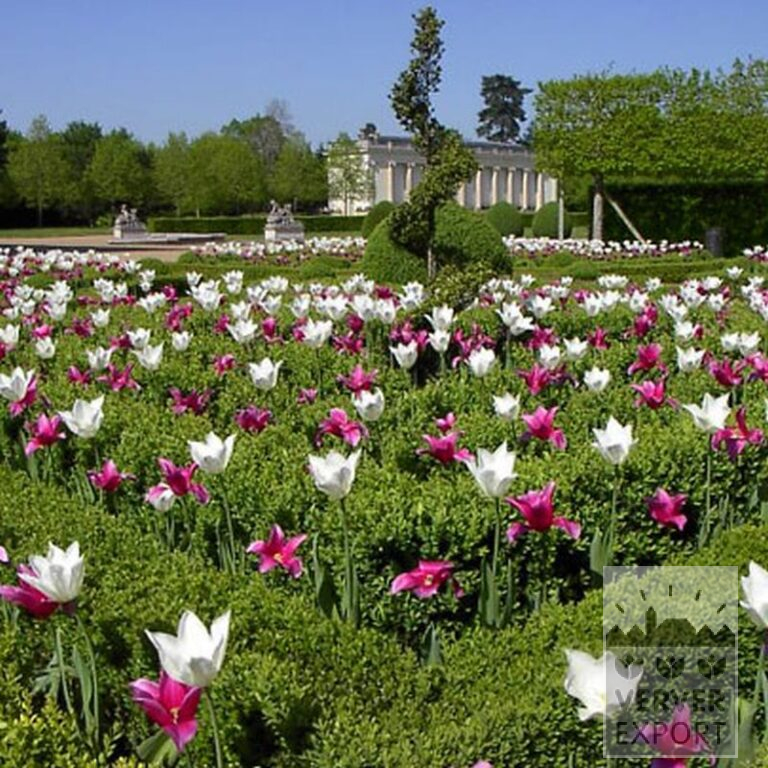 Tulips 'White Triumphator' (12202) - Bild 5
