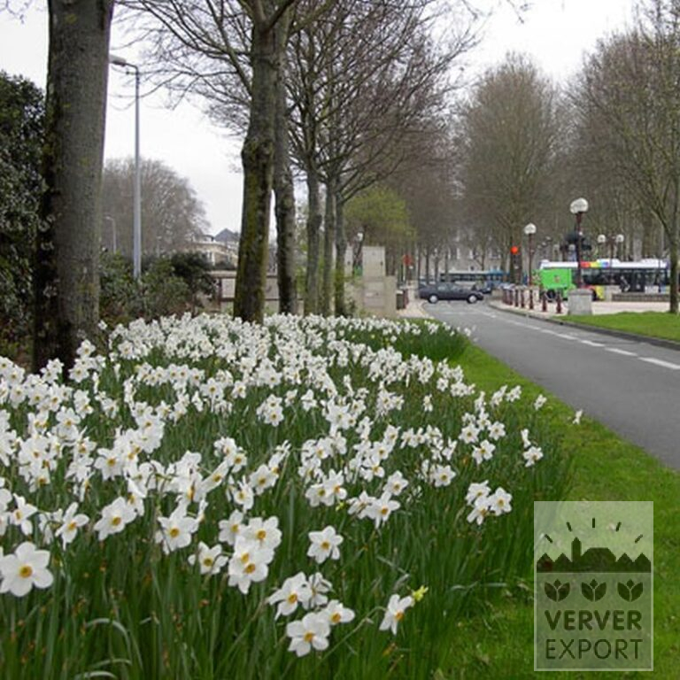 Narcissus poeticus 'Actaea' (15067) - Bild 2