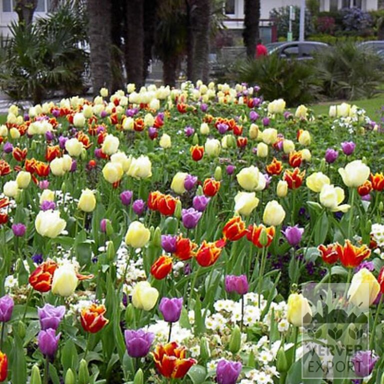 Tulips 'Davenport' (12228) - Bild 3