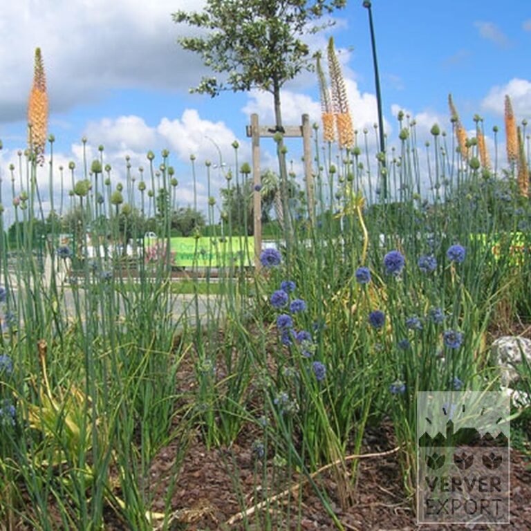 Eremurus ruyter 'Emmy Ro' (16044) - Bild 3