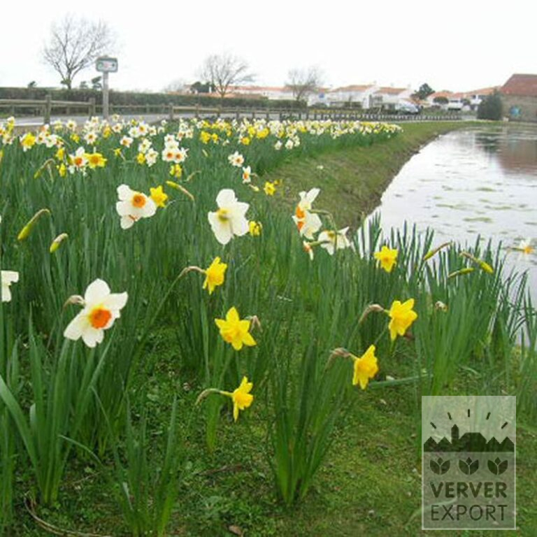Narcissus 'Carlton' (15029) - Bild 2