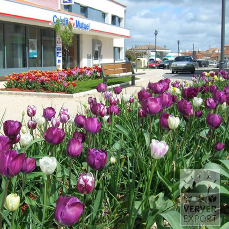 Tulips 'Rem's Favourite' (12379) - Bild 4
