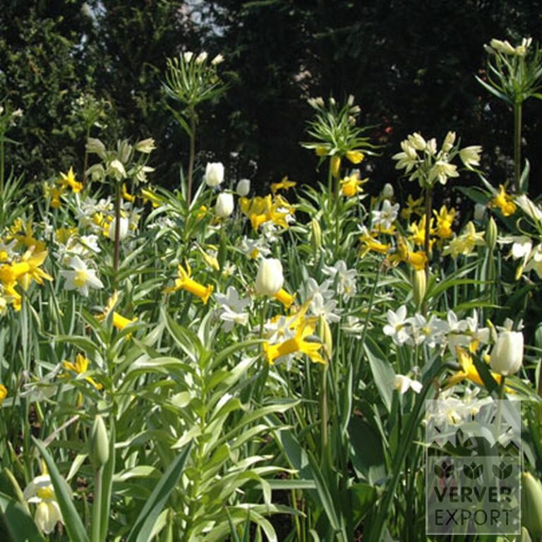Narcissus 'Peeping Tom' (15007) - Bild 3
