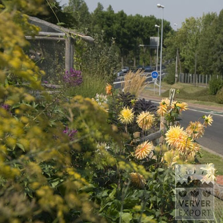Dahlia 'Gold Crown' (22219) - Bild 2
