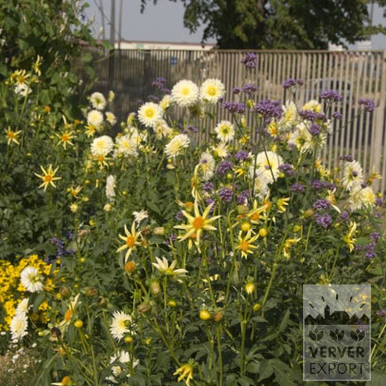 Dahlia Honka Yellow (22198) - Bild 2