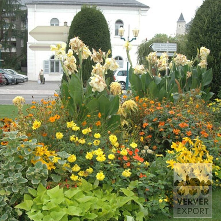 Canna Precultivated 'Gran Canaria' (29193) - Bild 2