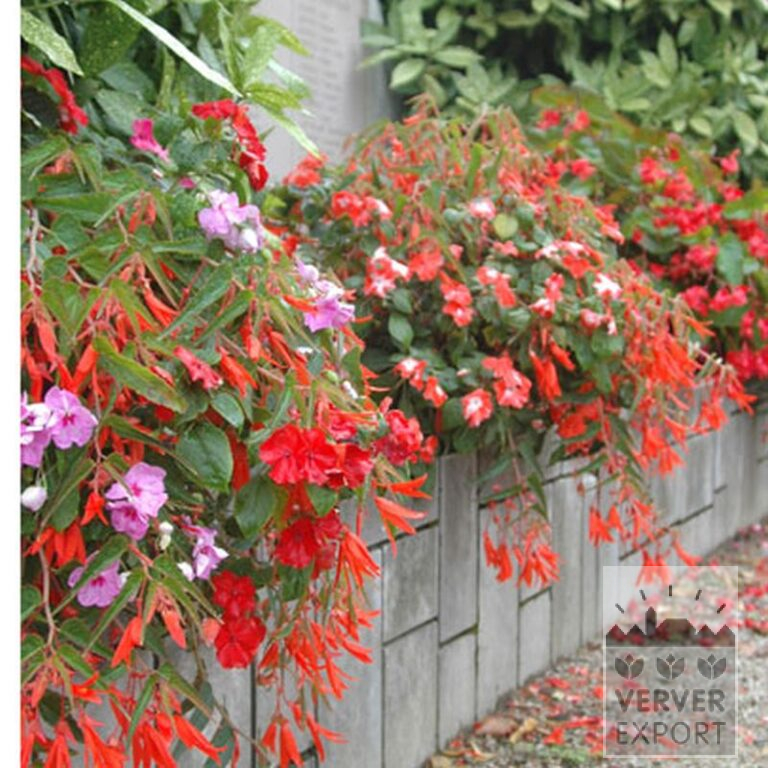 Begonia bertinii (25001) - Bild 2