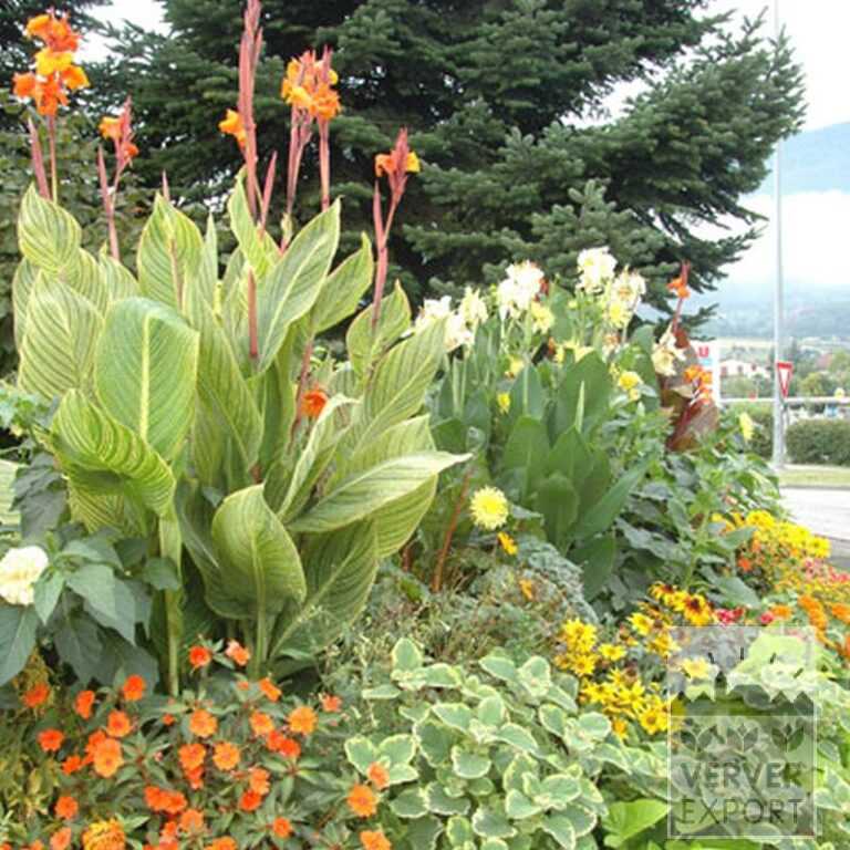 Canna Precultivated 'Gran Canaria' (29193) - Bild 3