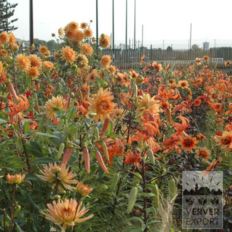 Dahlia 'Glorie van Noordwijk' (22079) - Bild 2