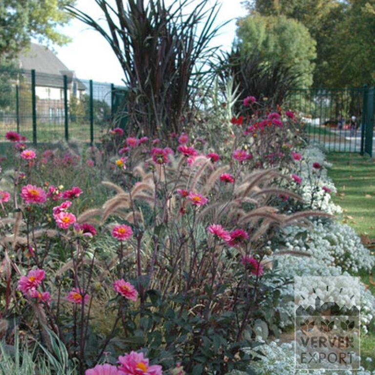 Dahlia 'Fanfare' (22190) - Bild 2