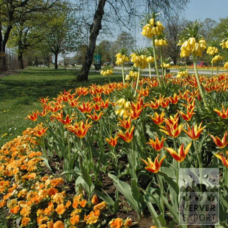 Tulips 'Fly Away' (12188) - Bild 3