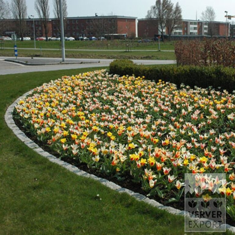 Mixture Verver 'Xanthic Stars' © (11147) - Bild 2