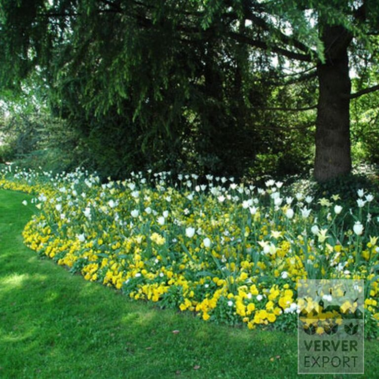 Narcissus poeticus 'Actaea' (15067) - Bild 3