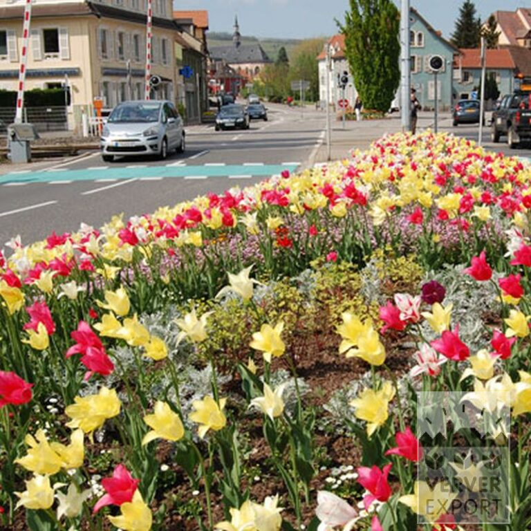Tulips 'Marilyn' (12194) - Bild 2