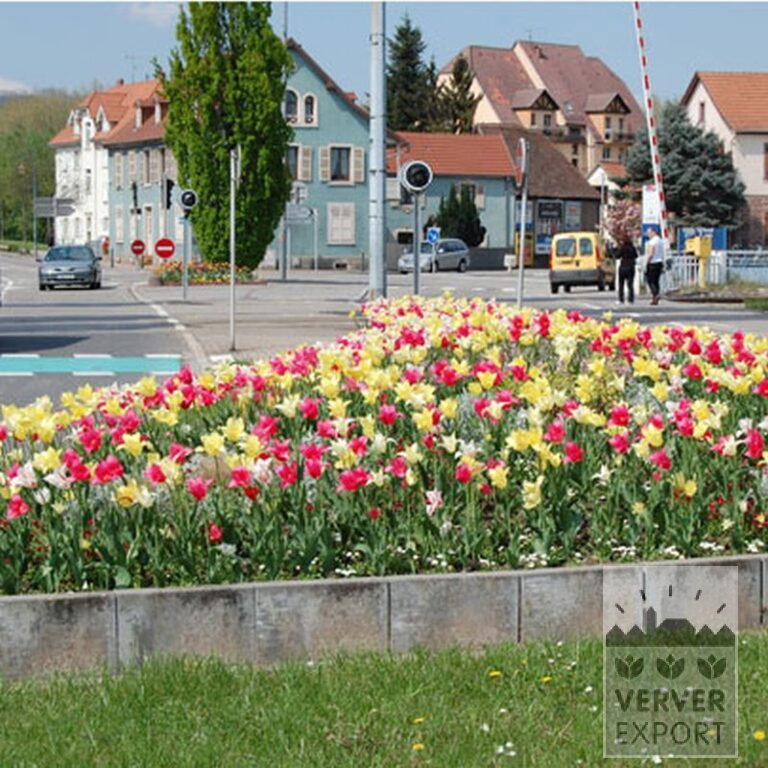 Tulips 'Marilyn' (12194) - Bild 3