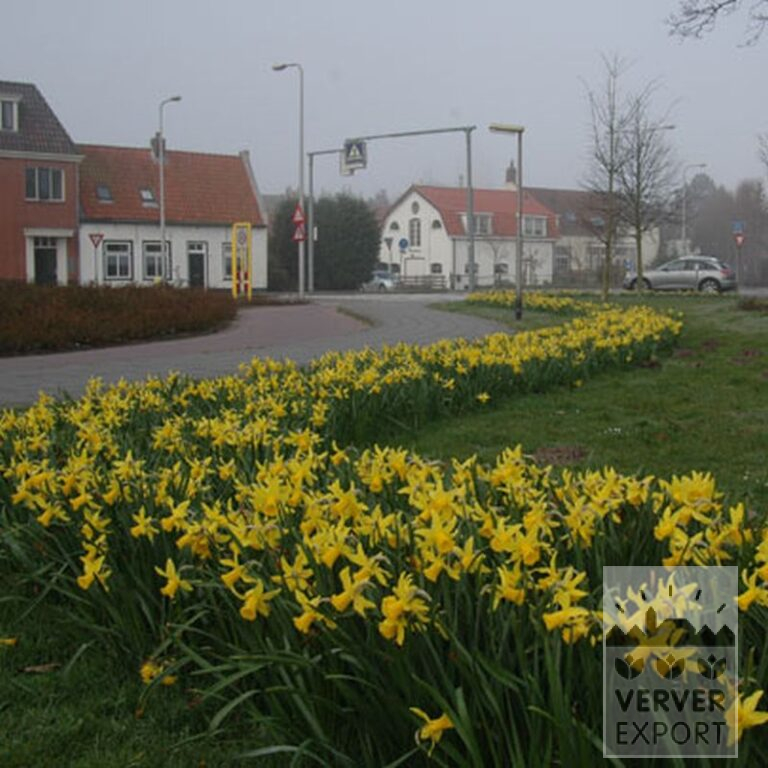 Narcissus 'Peeping Tom' (15007) - Bild 4