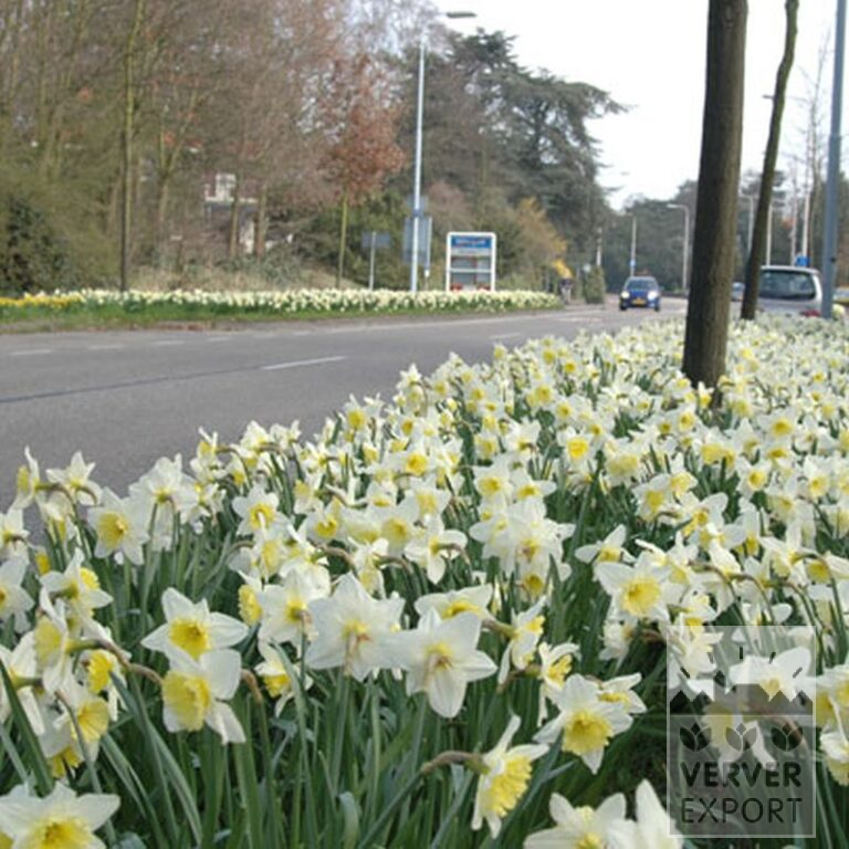 Narcissus 'Ice Follies' (15035) - Bild 2