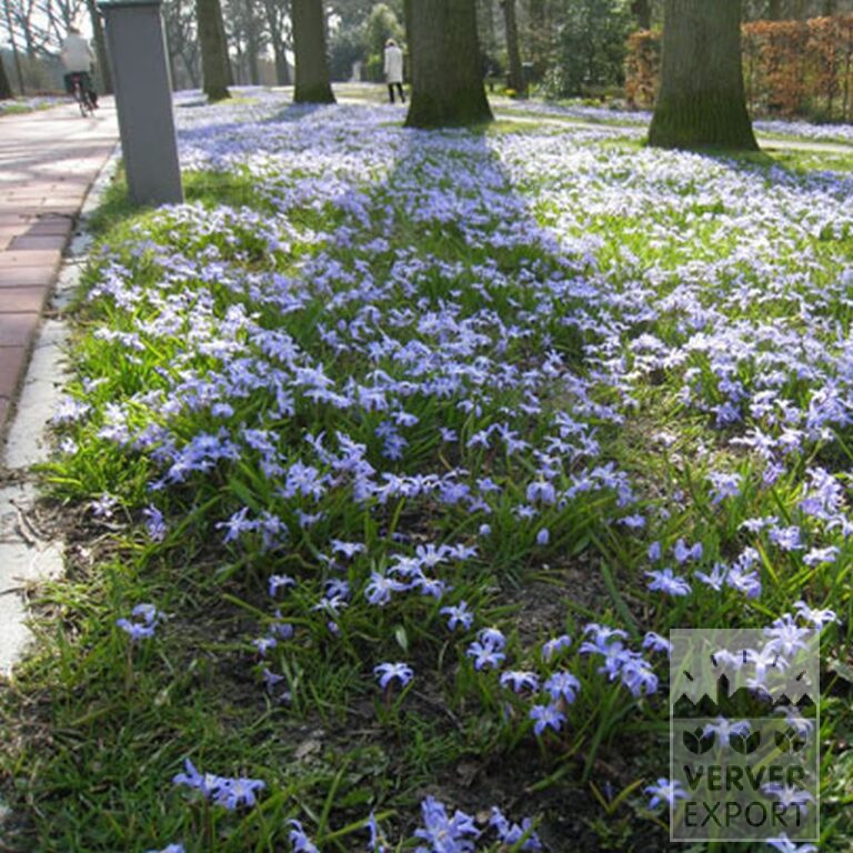 Chionodoxa sardensis (16033) - Bild 2