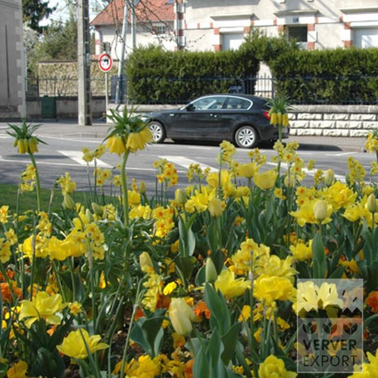 Mixture Verver 'Ville de Toulon' © (11156) - Bild 5