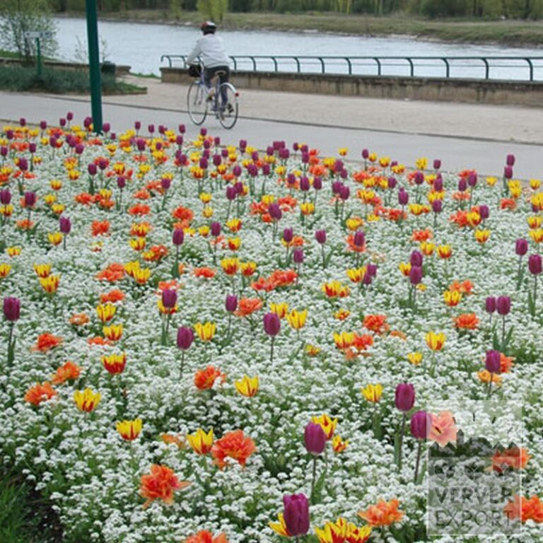 Tulips 'Helmar' (12211) - Bild 3