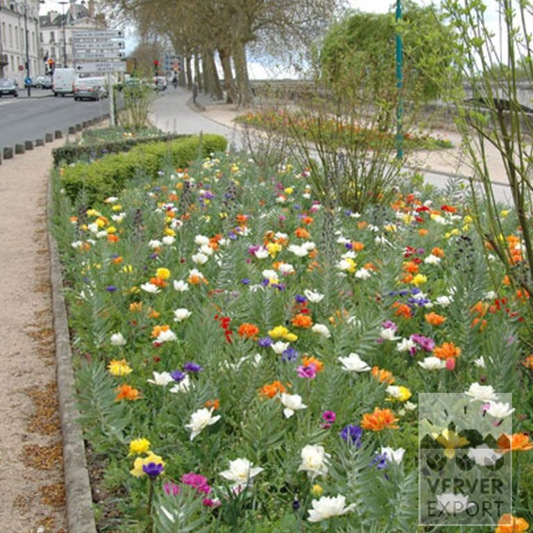 Anemone De Caen mixed (36016) - Bild 2