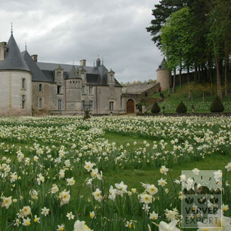 Narcissus 'Ice Follies' (15035) - Bild 3
